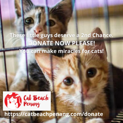 MY DONATION to help Cat Beach help Cats