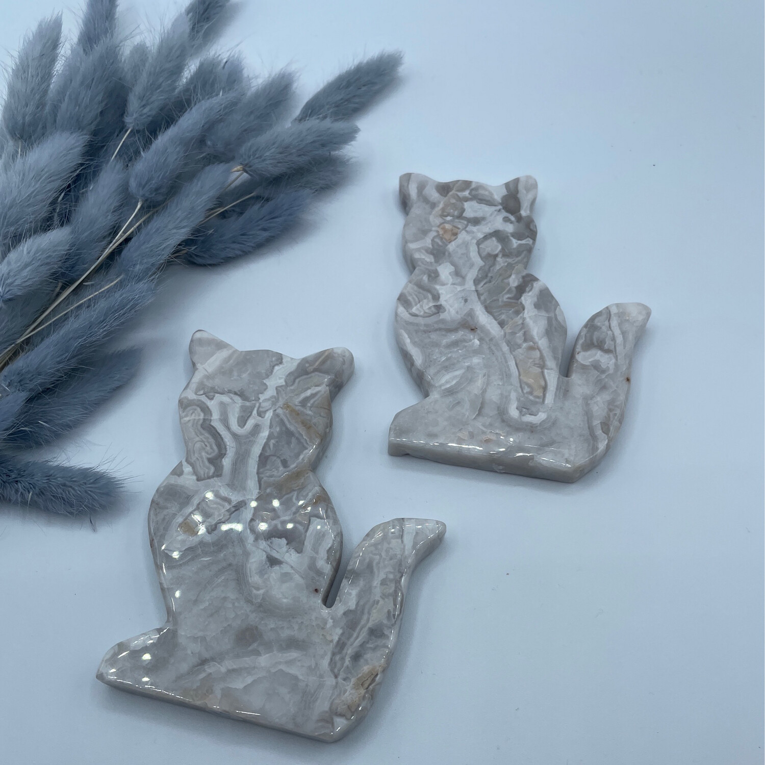 Weißer Crazy Lage achat Katze