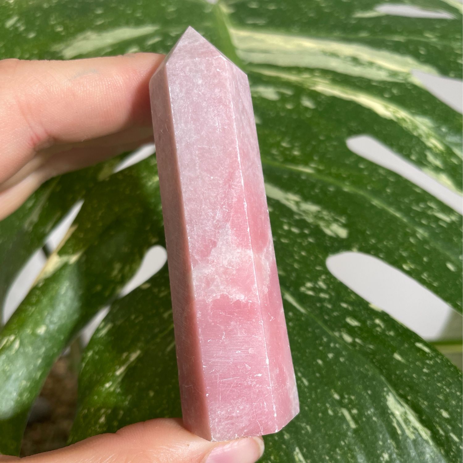 Rosa Opal Turm