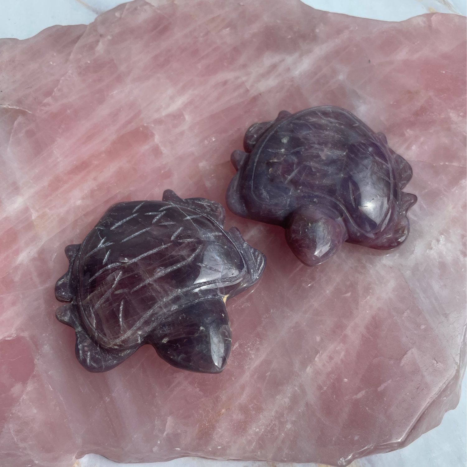 Schildkröte x lavender Rosenquarz