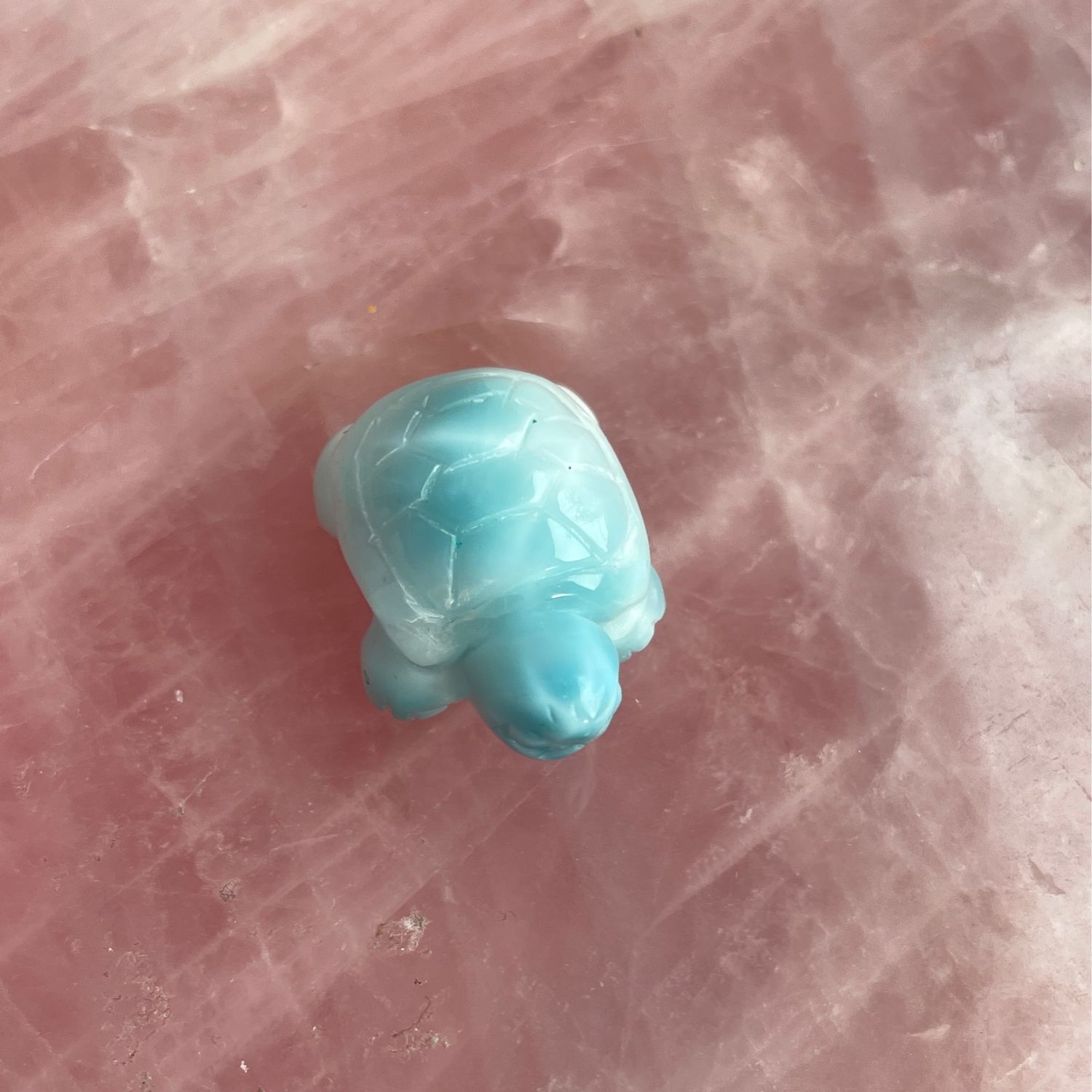 Larimar x Schildkröte