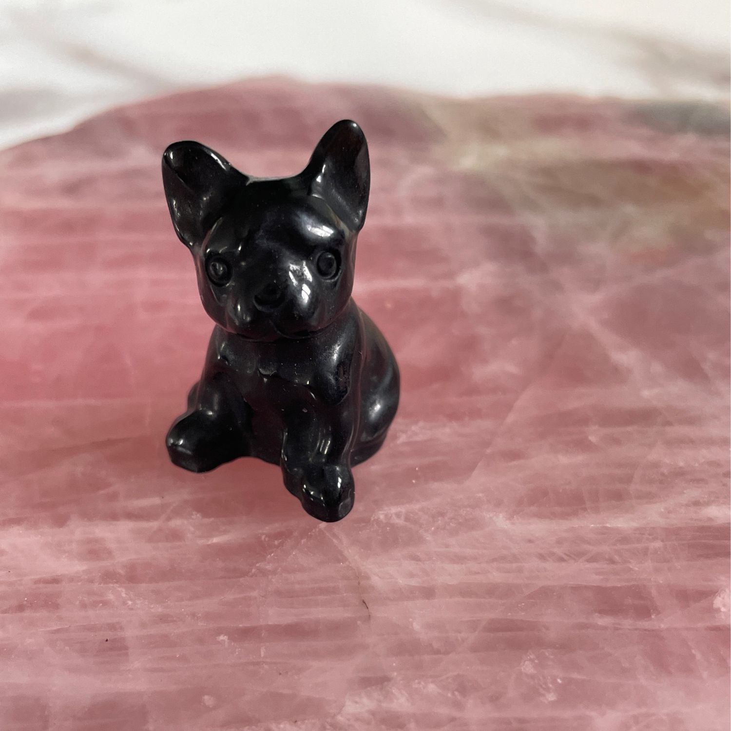 Französische Bulldogge x Obsidian