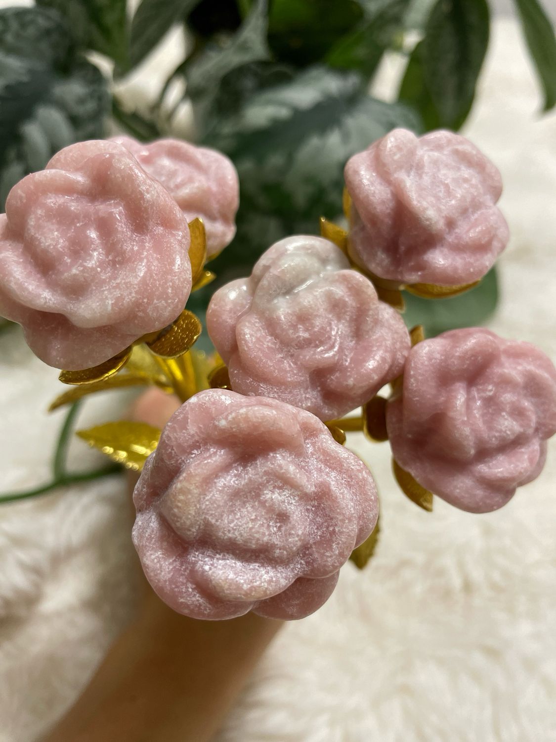 Rosa Opal Rose