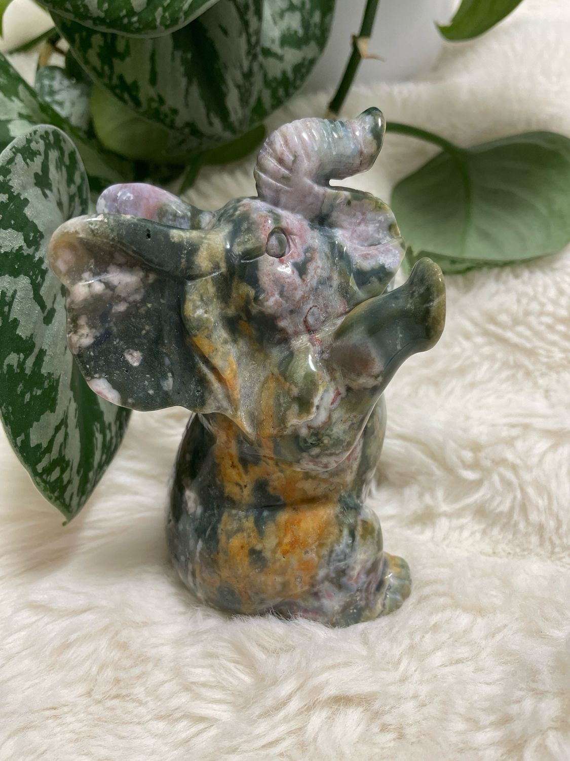 Ozeanjaspis Elefant