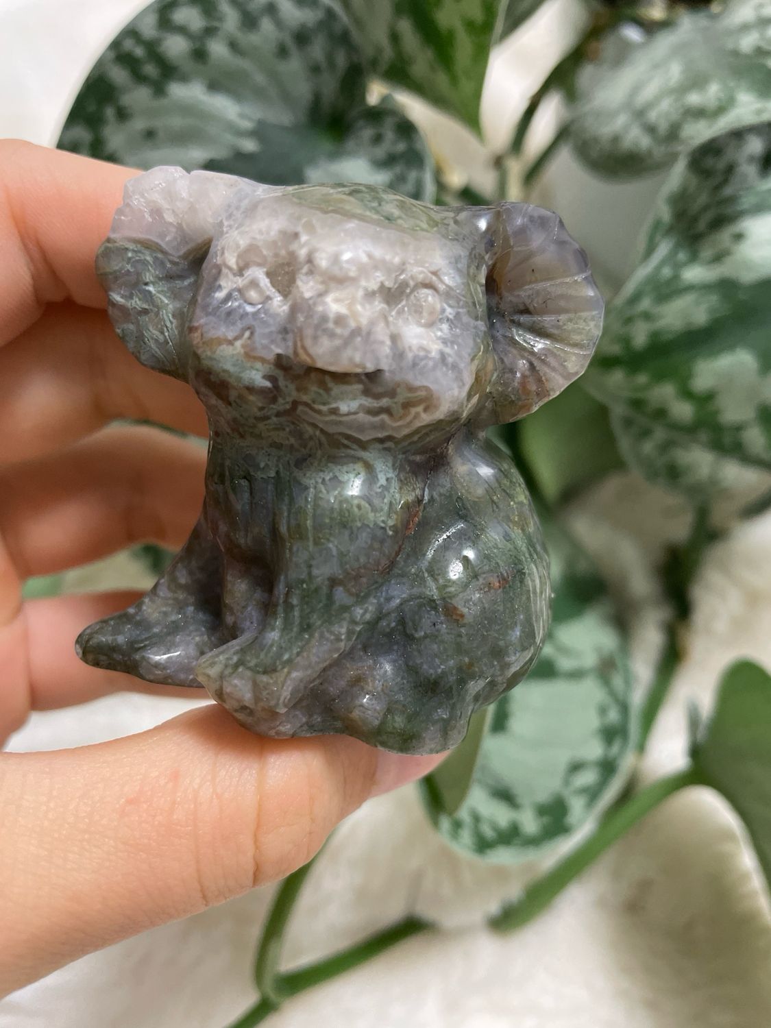 Moosachat Koala