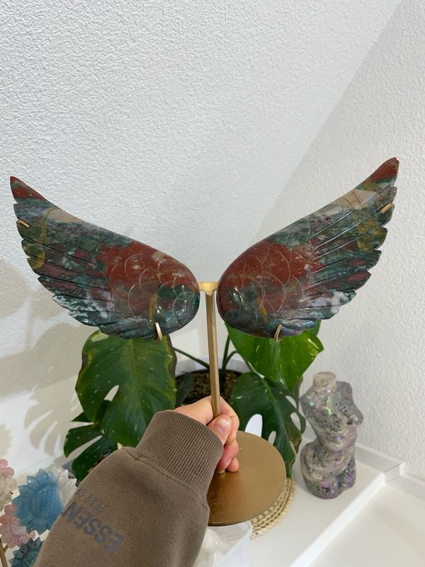 Ozeanjaspis Flügel