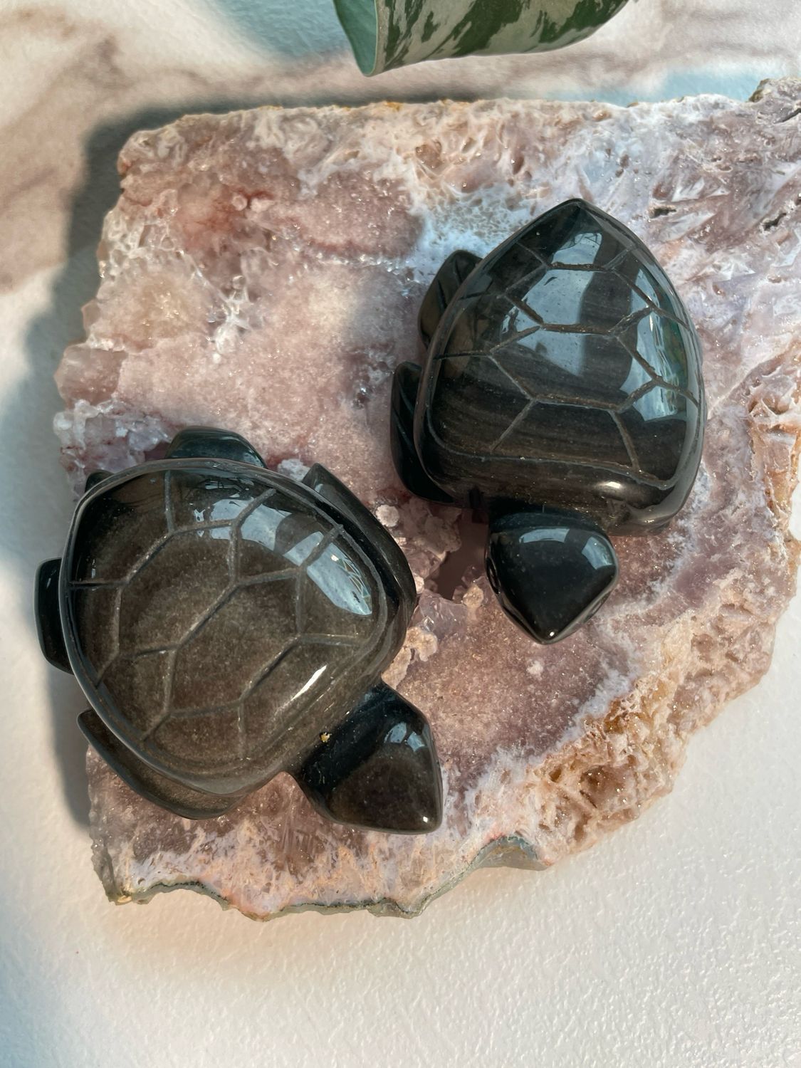 Schildkröte x silber Obsidian