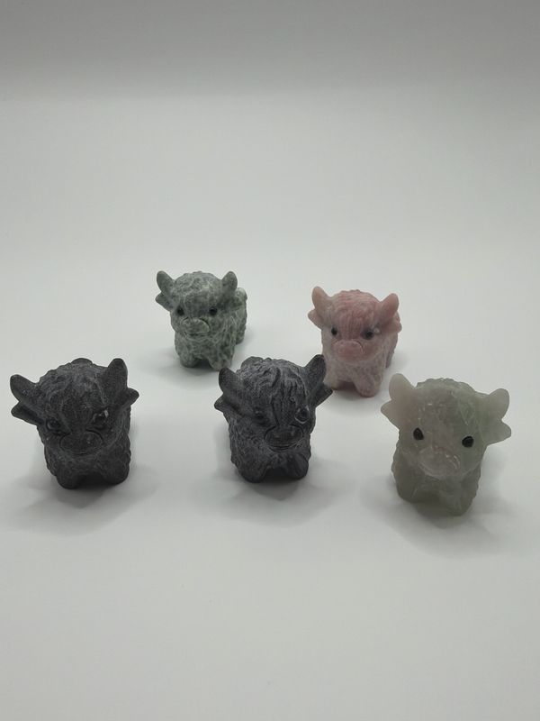 Mystery Hochlandrind-B-Ware, da nicht schön poliert