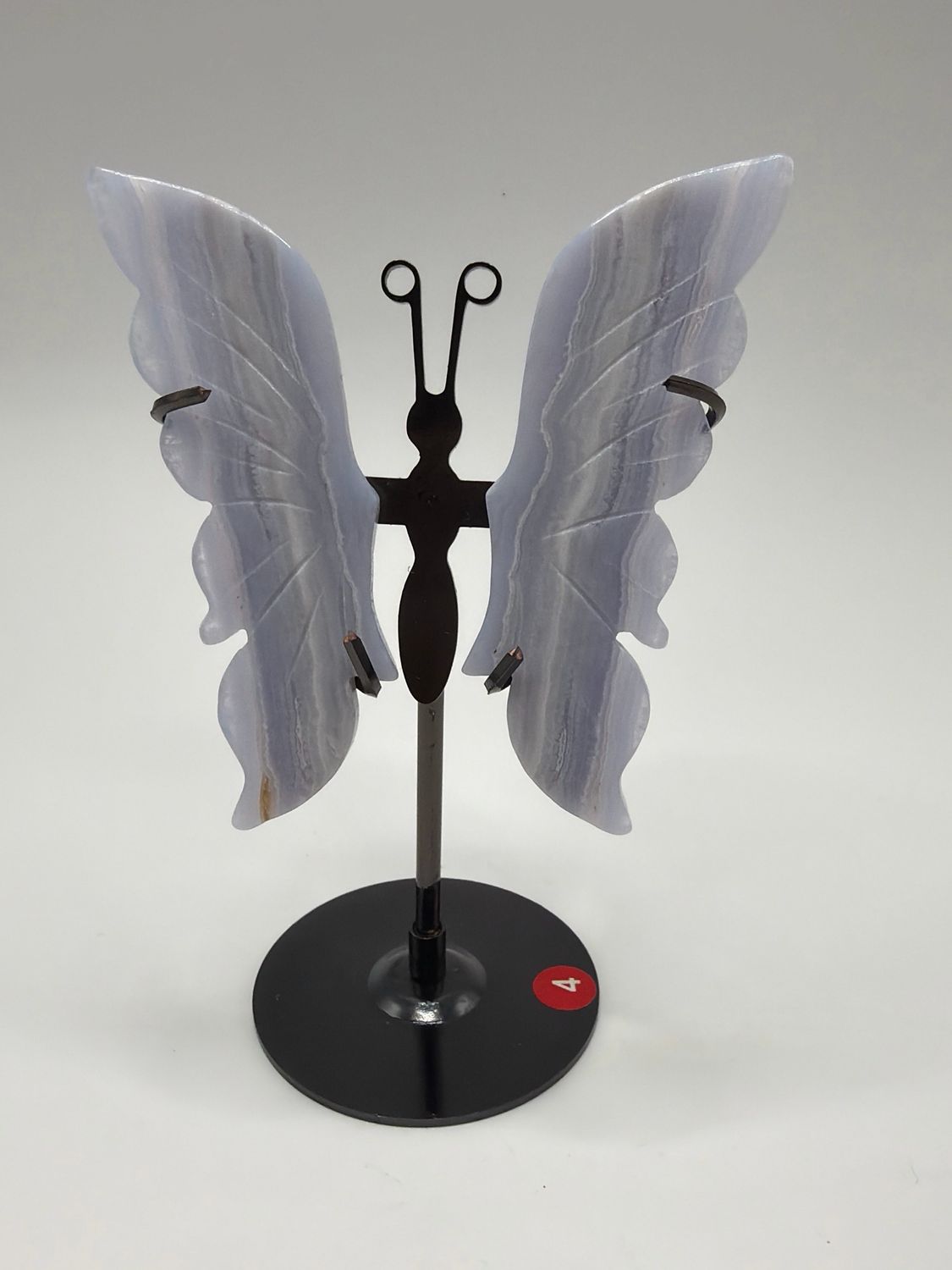 Blue Lace Schmetterling