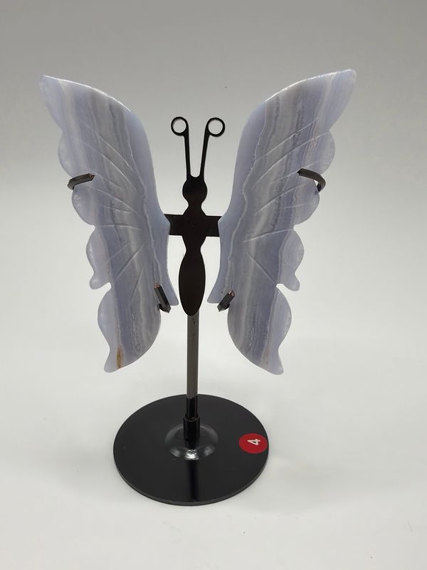 Blue Lace Schmetterling