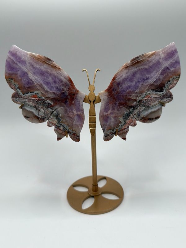 Schmetterling Amethyst x mex.lace Acha