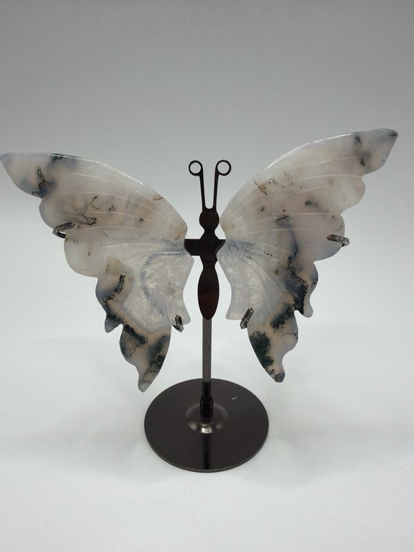 Moosachat Schmetterling