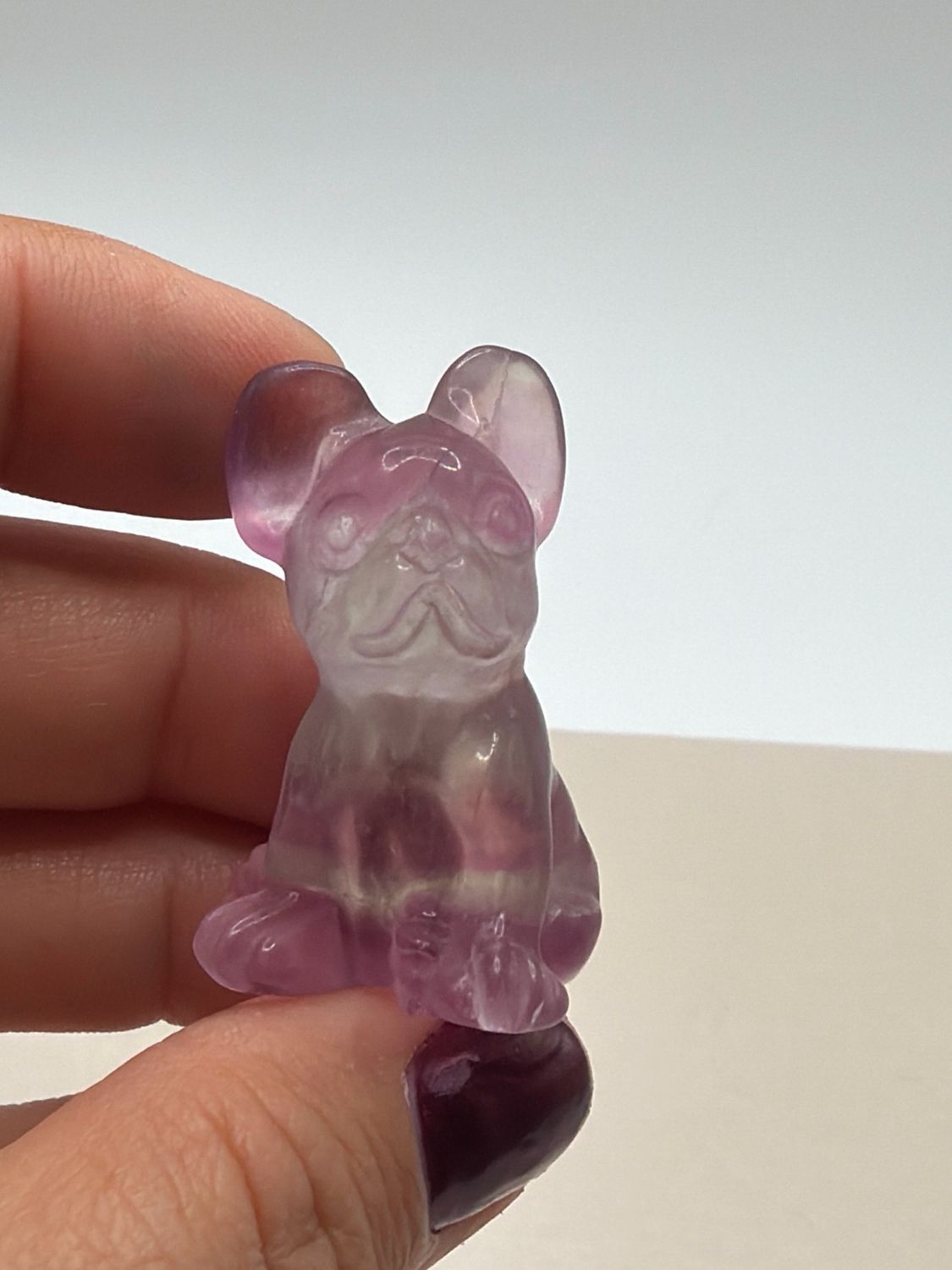 Französische Bulldogge x Fluorit