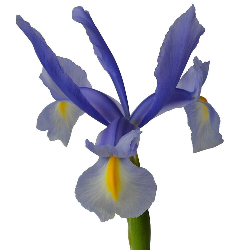 Iris (Pack de 6 tallos)
