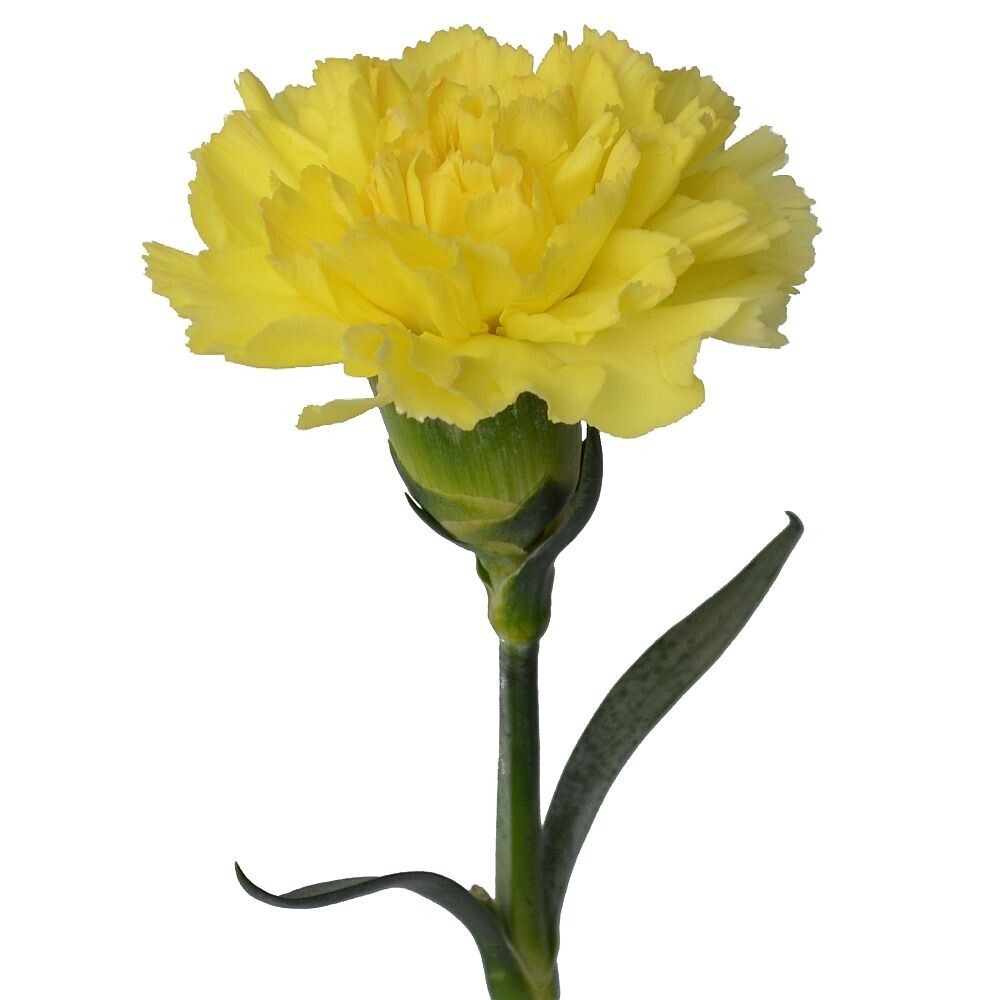 Clavel (Pack de 3 tallos)