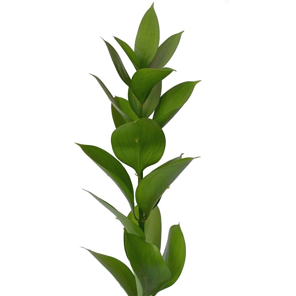 Ruscus (Pack de 6 tallos)