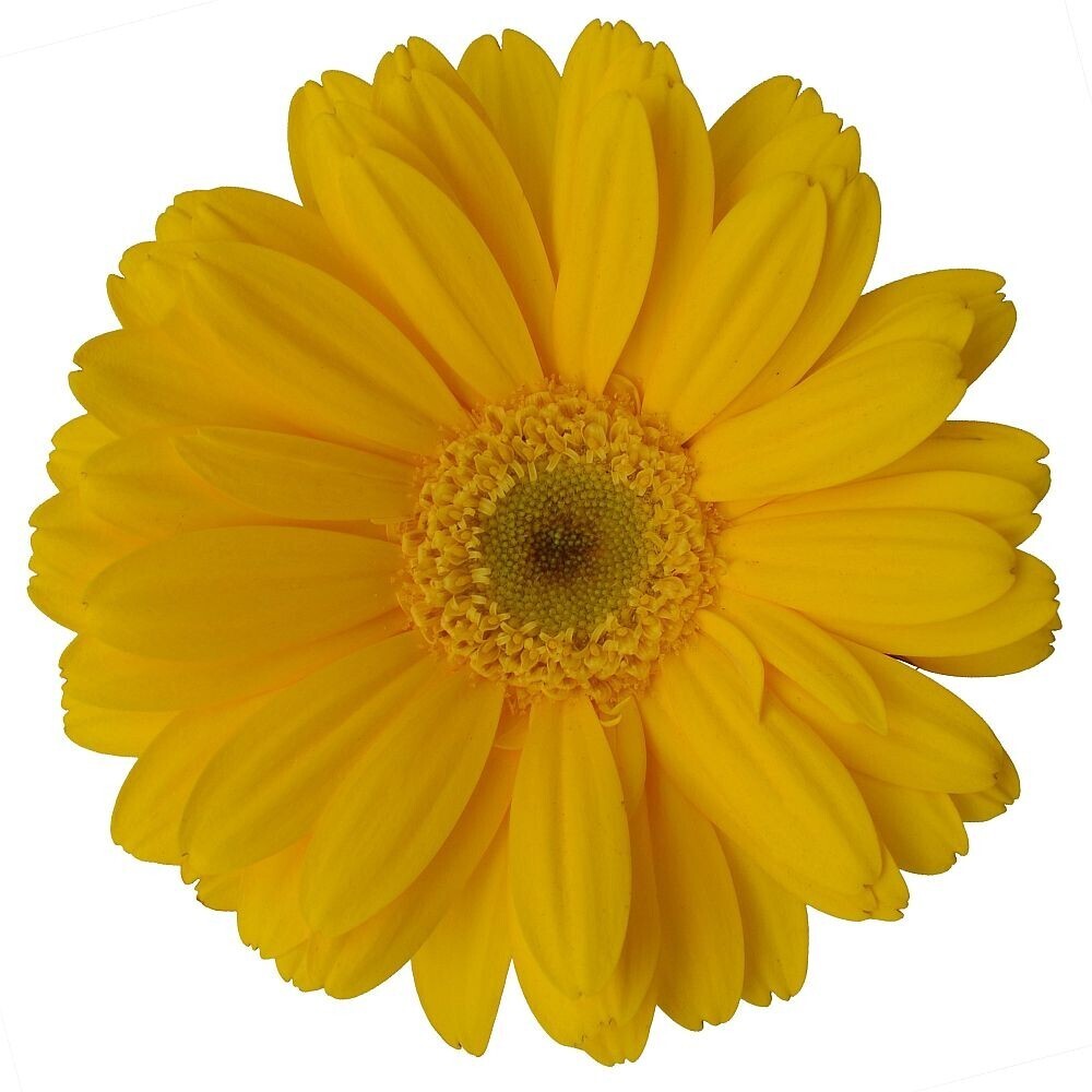 Gerberas - variados colores