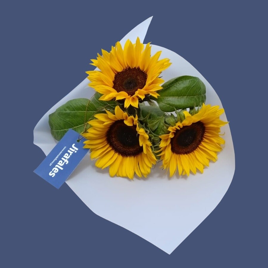 Ramo de 3 girasoles - Compra mínima 6 ramos