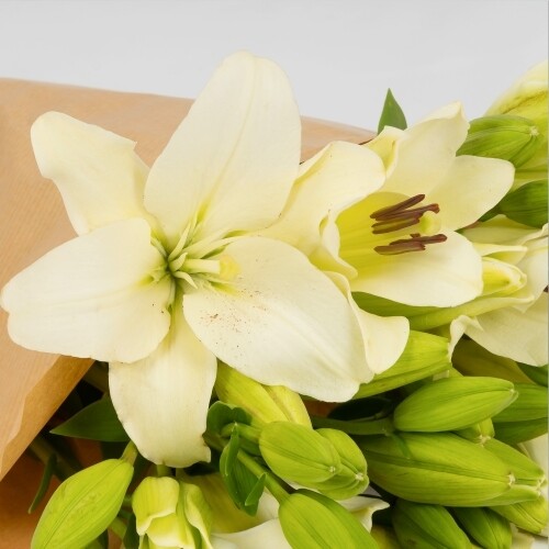 Lilium (Pack de 2 tallos)