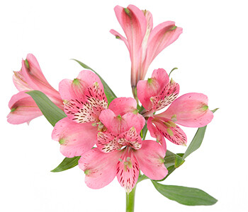 Paquete Astromelias Rosadas (10  tallos)