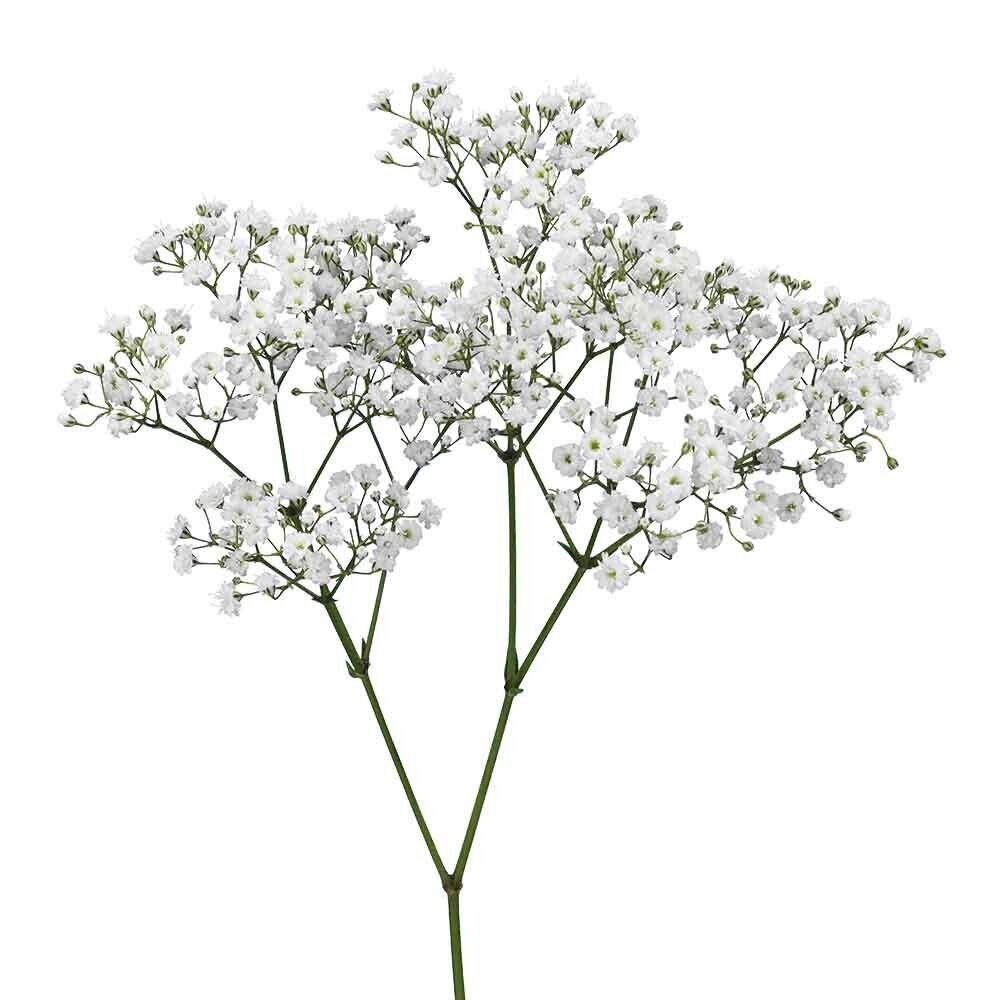 Gypsophilia