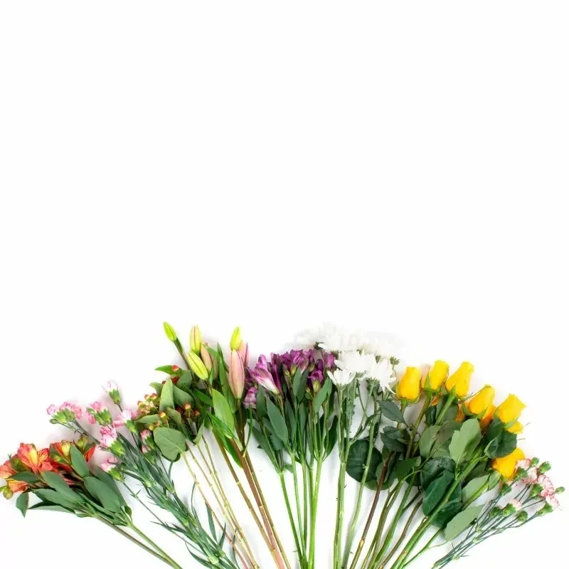 FLORES