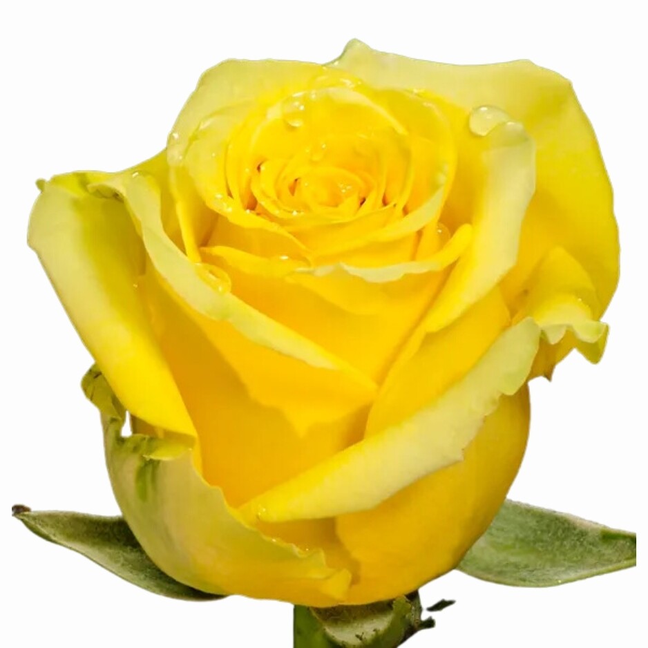 Paquete Rosas Amarillas - Tallo largo