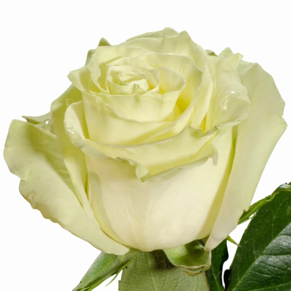 Paquete Rosas Blancas - Tallo largo