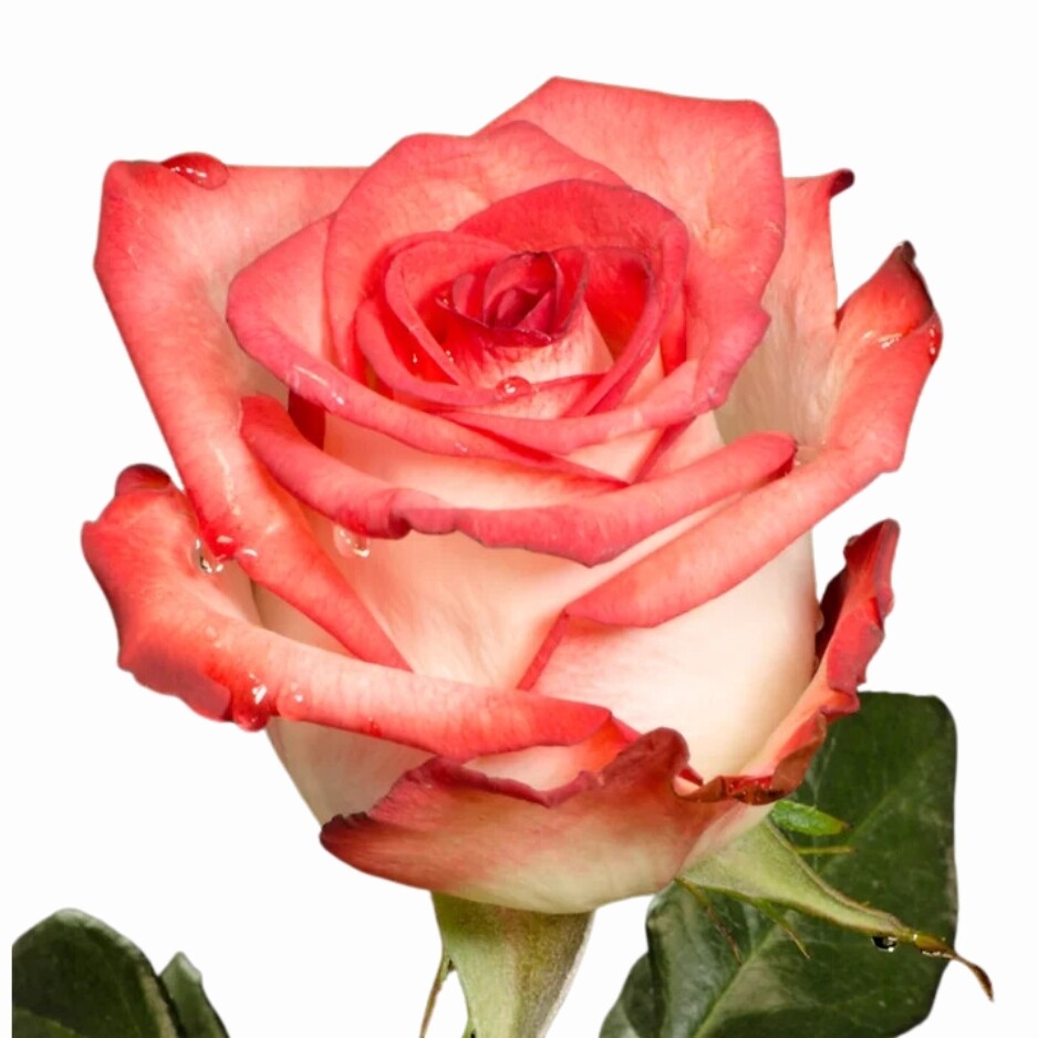 Paquete Rosas Bicolor - Tallo largo