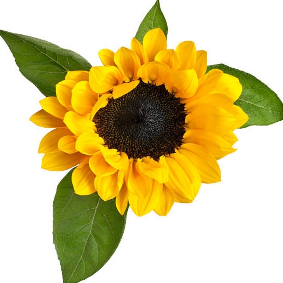 Paquete De Girasoles de vivero - Tallo largo