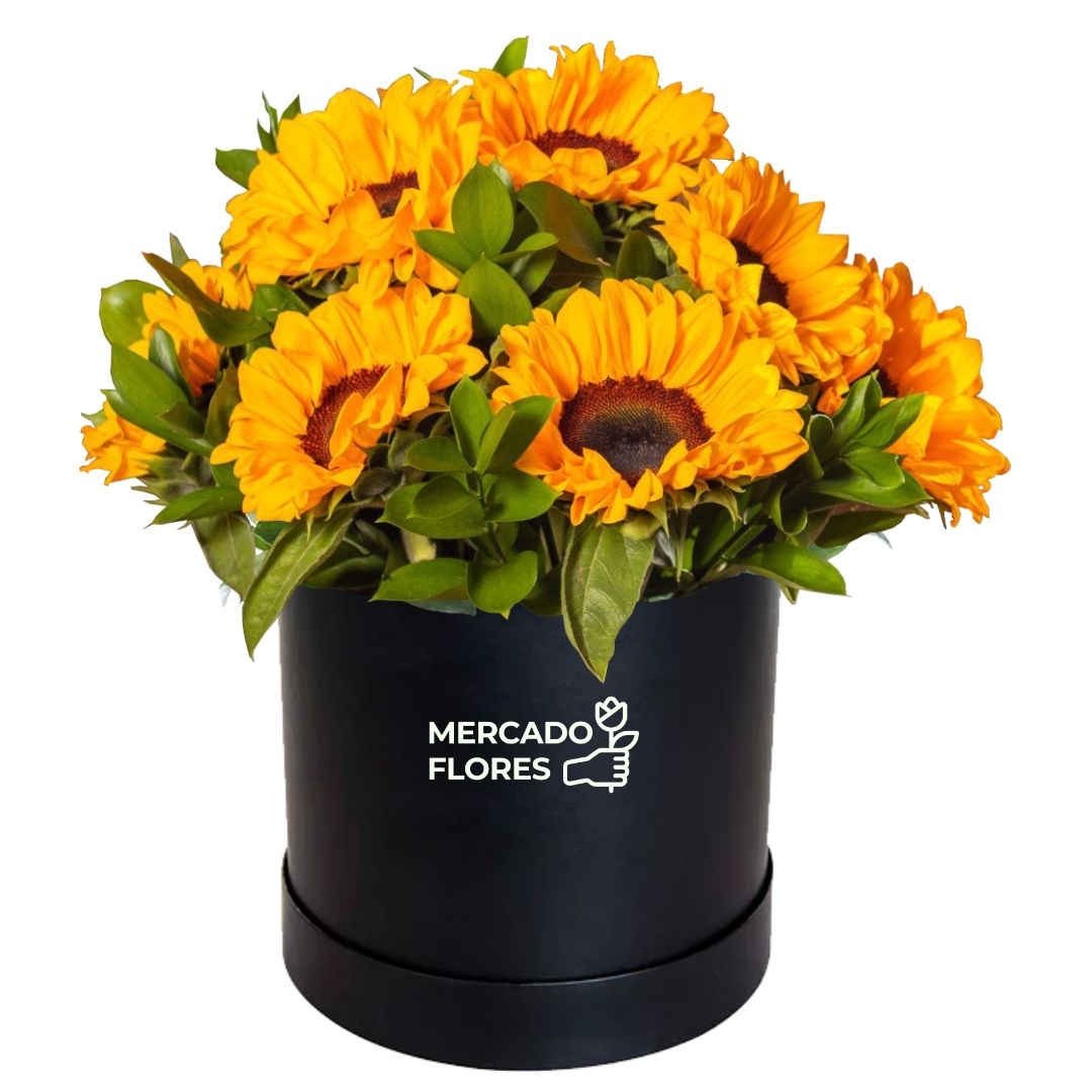 Box con  girasoles de vivero