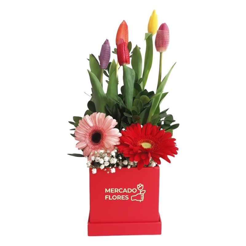 Box de tulipanes