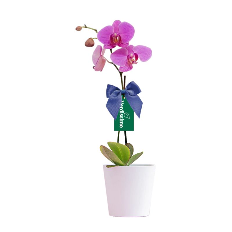 Orquídea Phalaenopsis morada en maceta blanca - Regalo elegante en Lima