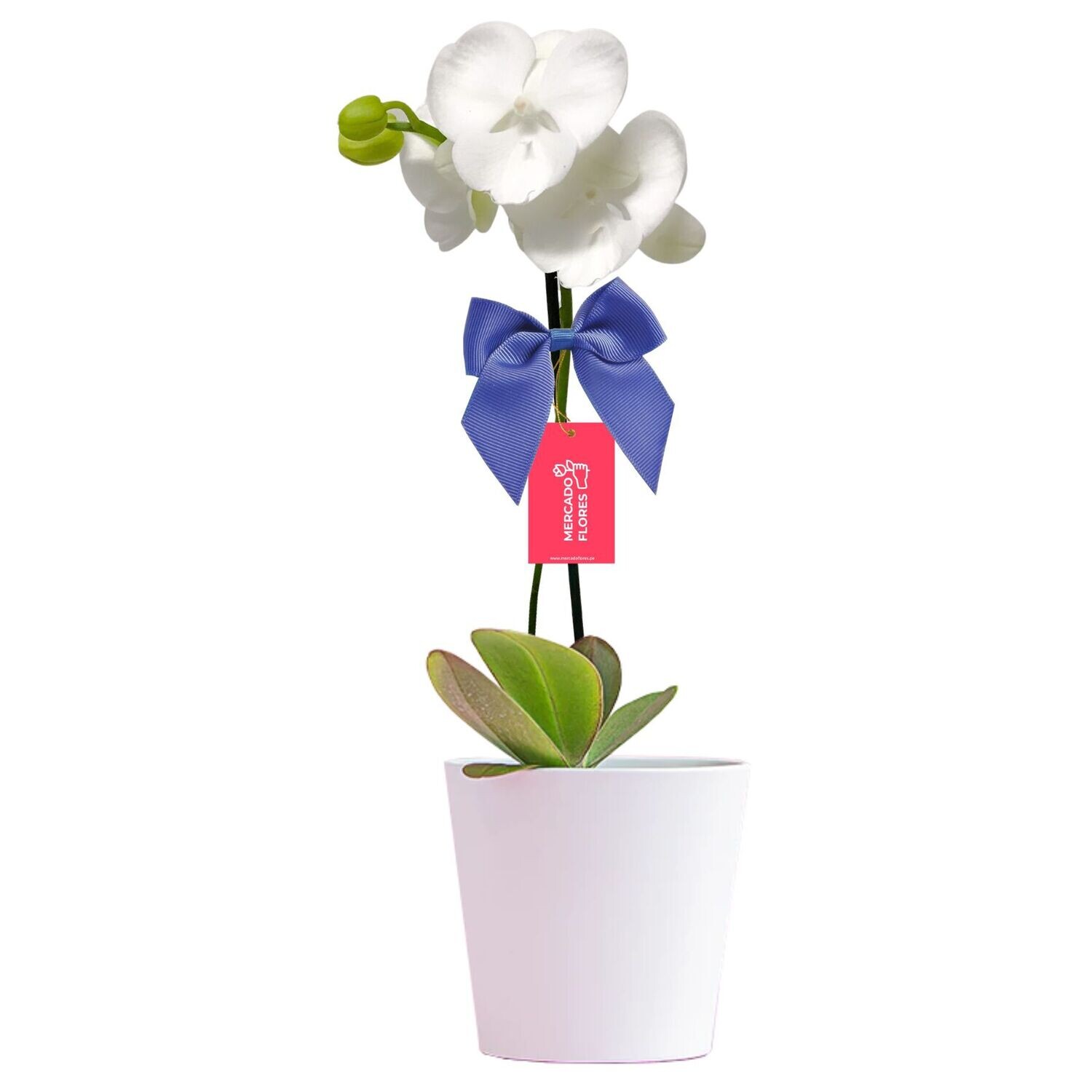 Orquídea blanca Essential White en maceta de cerámica con lazo y tarjeta de regalo de MERCADO FLORES® en Lima.