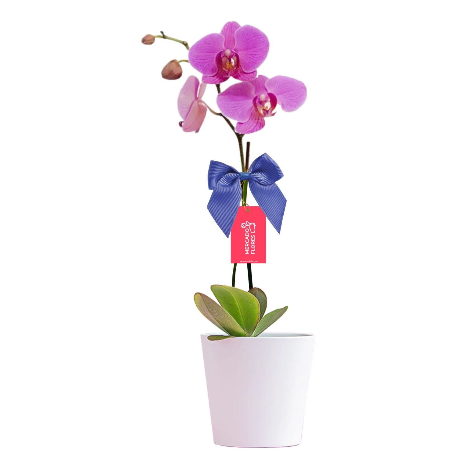 Orquídea de color morado - Essential