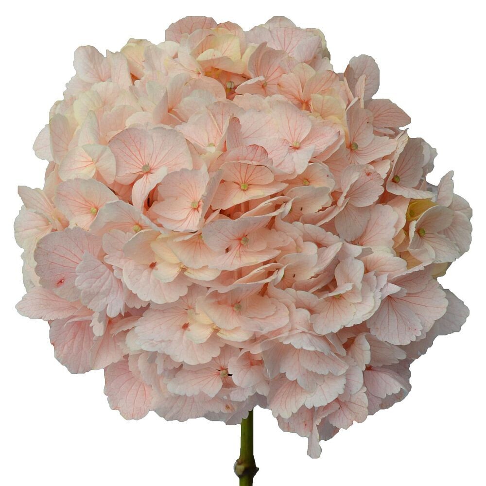 Hortensia Premium (Pack de 3 tallos)