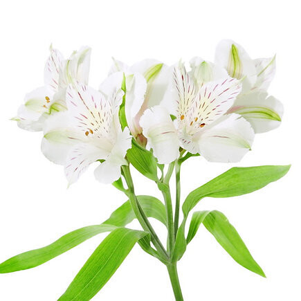 Paquete Astromelias Blancas (10  tallos)