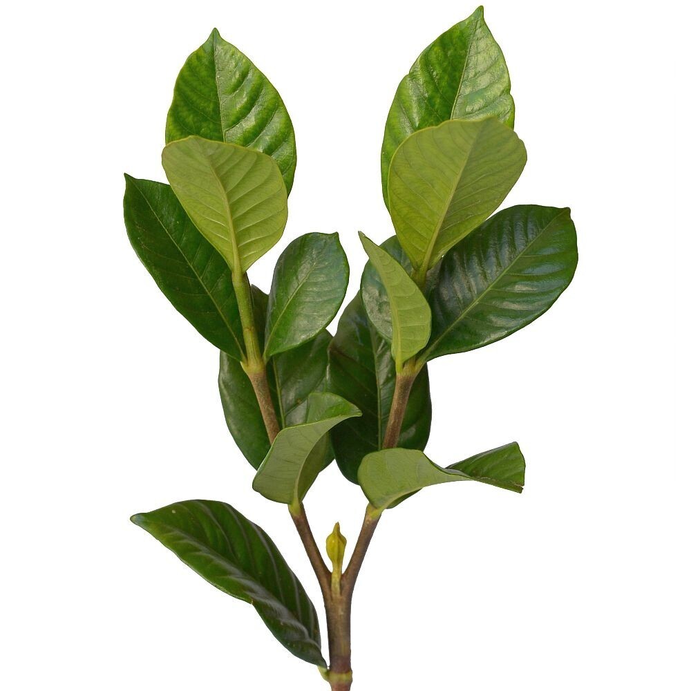 Gardenia (10 tallos)