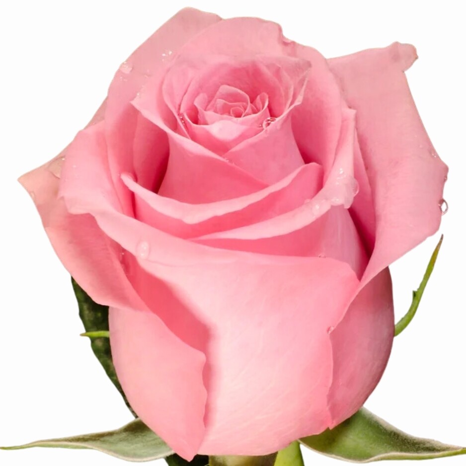 Paquete Rosas Fusión - Tallo largo