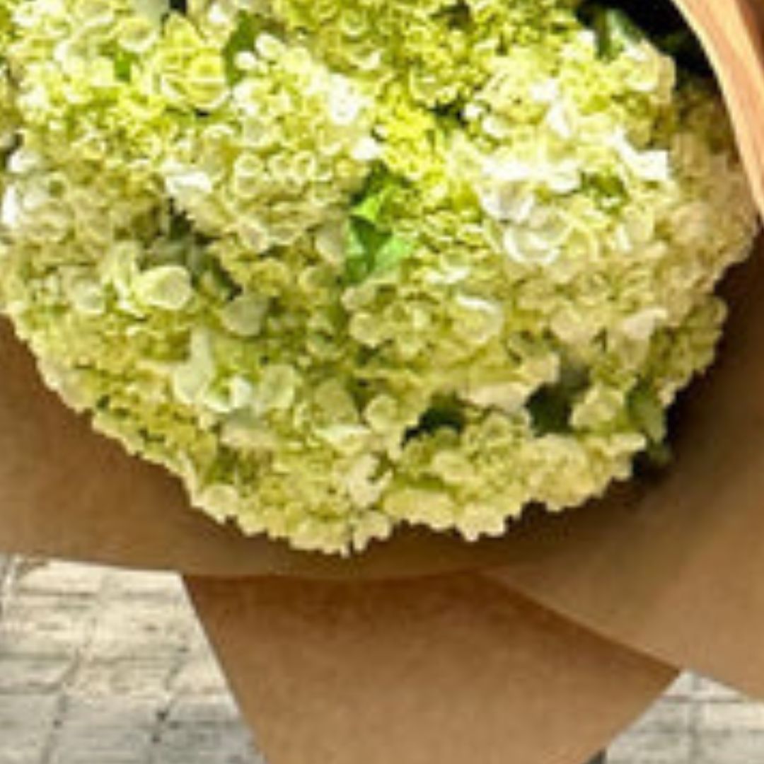Paquete de hortensias criollas - blanco