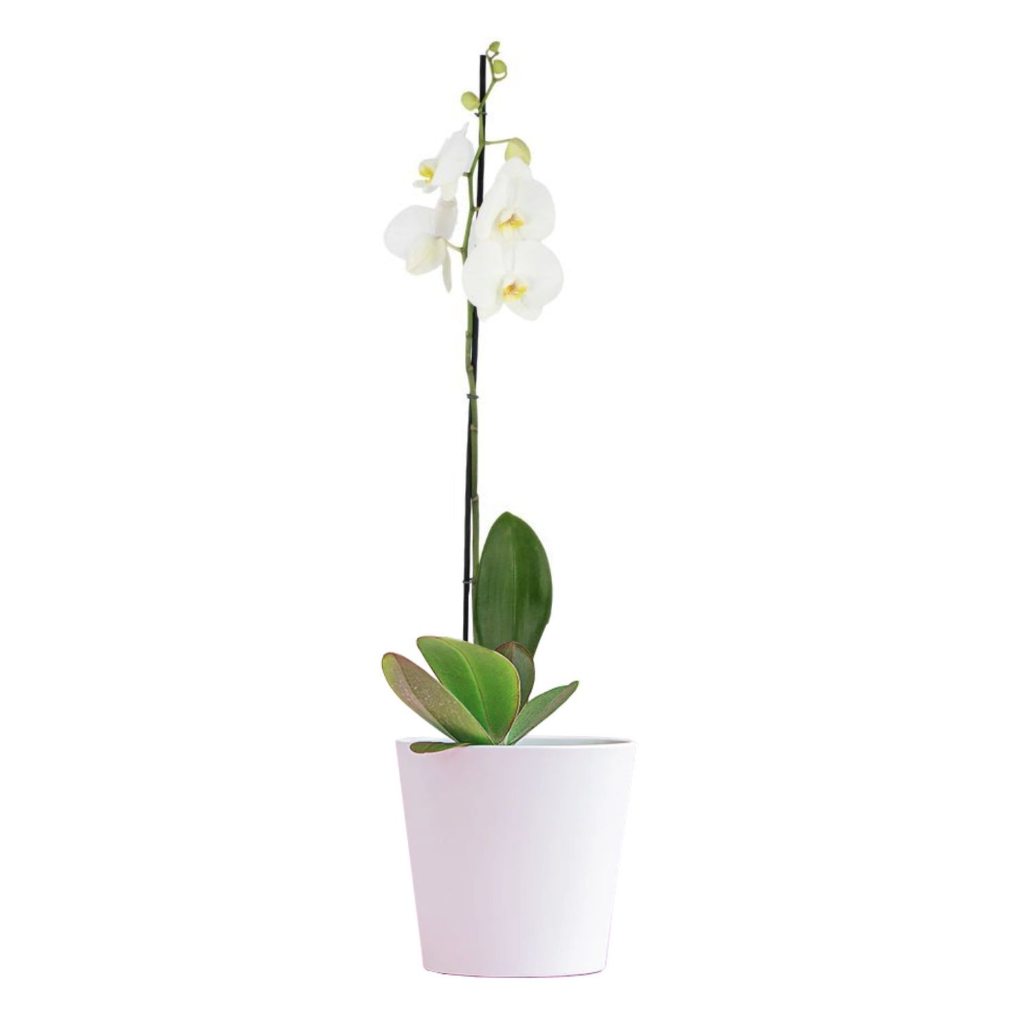 Orquídea blanca de gran altura Supreme Majestic en macetero de cerámica con tarjeta de regalo de MERCADO FLORES®.