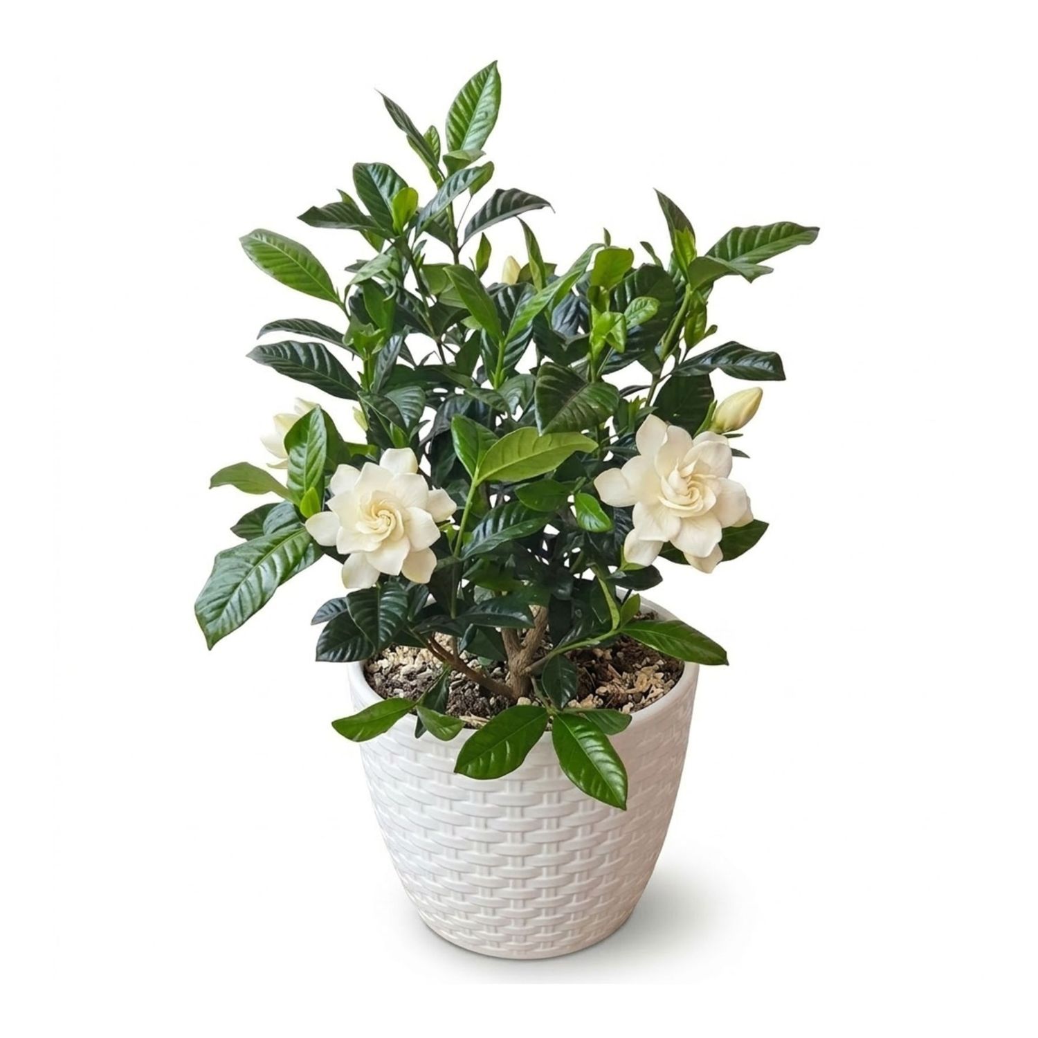 Gardenia Majestic Pure Aroma: Planta de flores blancas en macetero blanco satinado de MERCADO FLORES Lima.