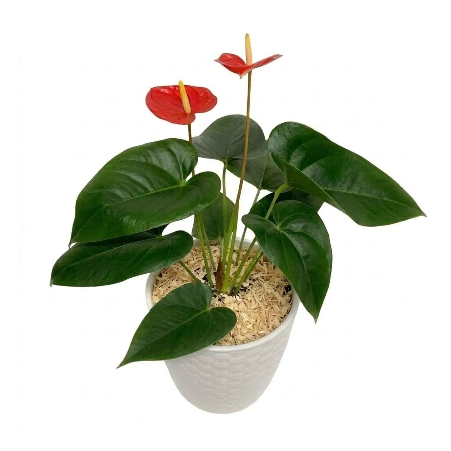 Anturio Royal Heart rojo en macetero blanco con sustrato decorativo de MERCADO FLORES® Lima.