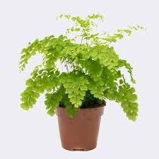 Helechos: Adiantum