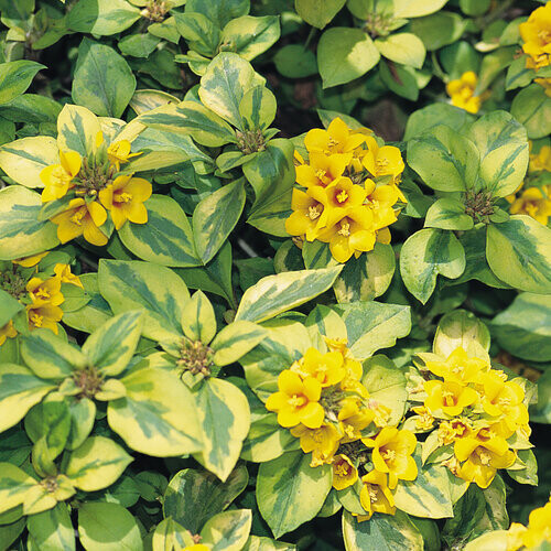 Monedita de oro (Lisimaquia)