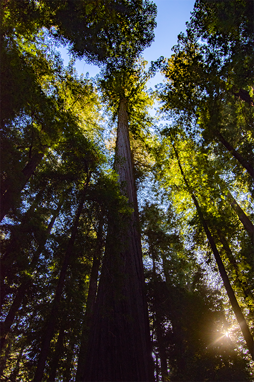 Reaching Redwoods