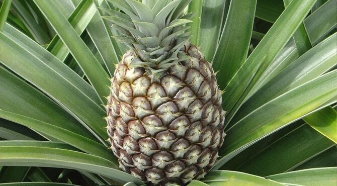 Pineapple