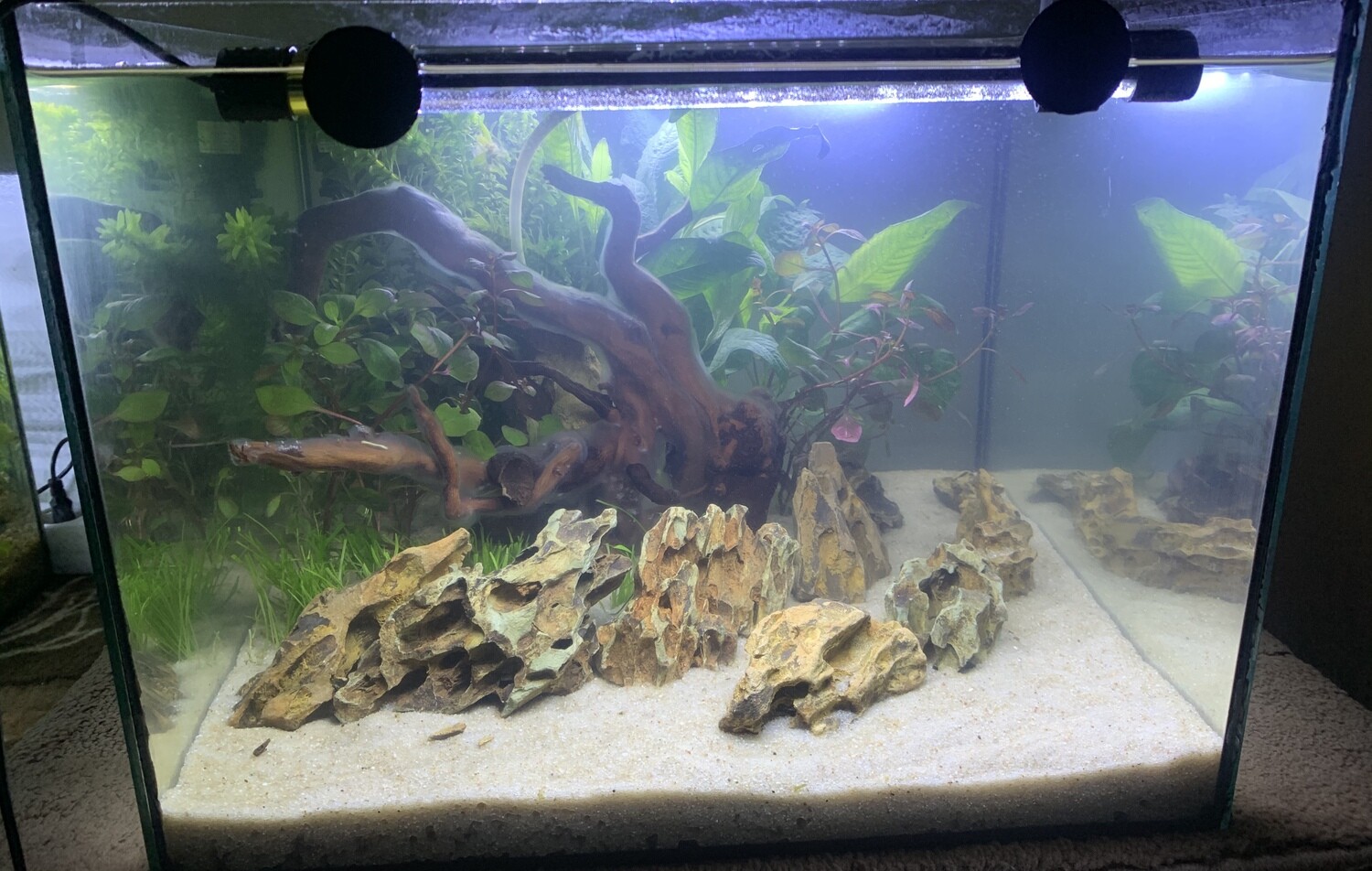 Aquarium style zen