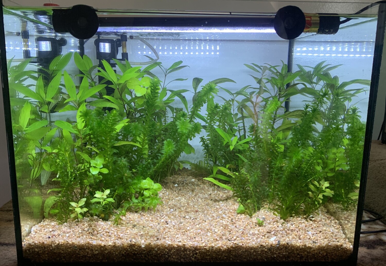 Aquarium standard