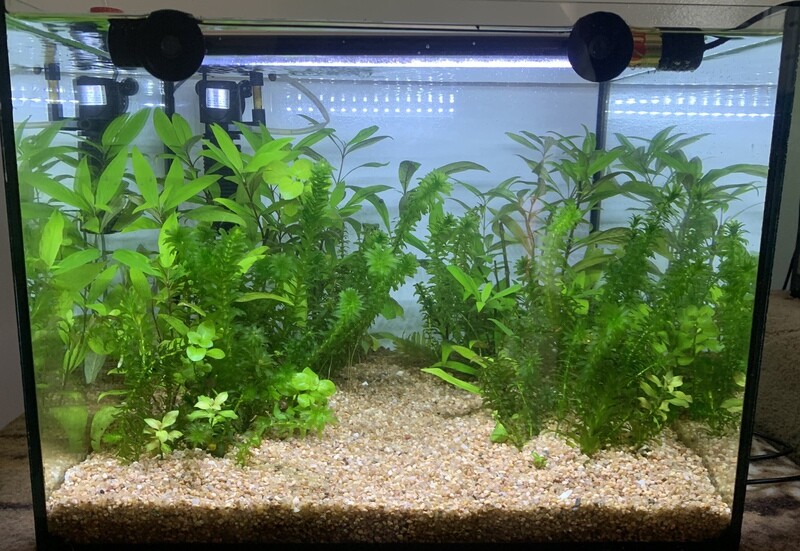 Aquarium standard